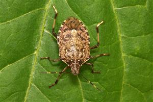 Stink Bugs force fumigation regulations from USA to AUS/NZ | August 2015